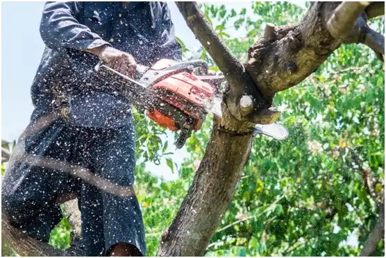 tree services Dorchester
